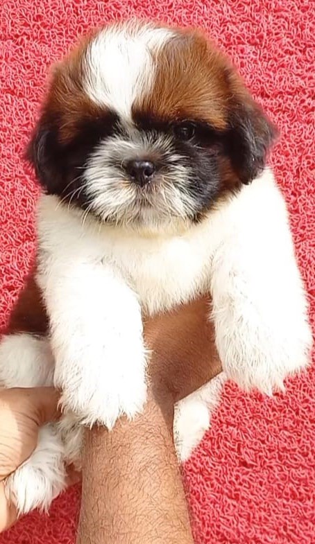 shih tzu-2